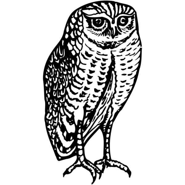 BIRD047 Thumbnail